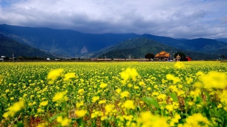 Field of Yellow Flowers - nature, yellow, clouds, flowers, mountains, field