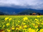 Field of Yellow Flowers