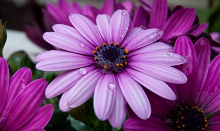 Purple Blossoms - daisies, raindrops, spring, petals