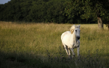 White Horse - white, nature, horse, wild