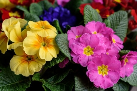 Beautiful flowers - flower, yellow, pink, garden