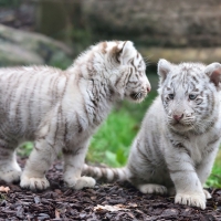 white tiger cubs