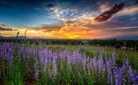 Flower Field