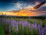 Flower Field