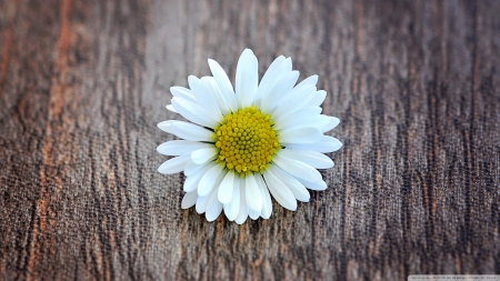 A flower on a wooden table - wood, blossoms, petals, table, blooms, flower