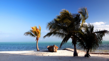 Florida Beach - florida, trees, nature, beach, boat, sea, sand, palm