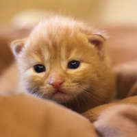 Kitty