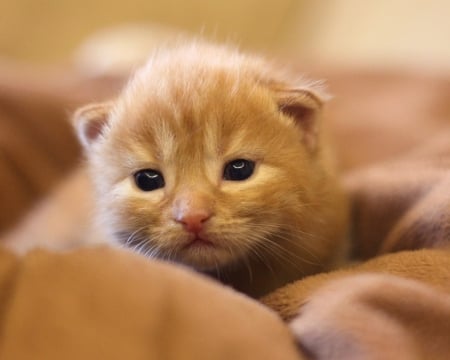 Kitty - animal, kitten, cute, cat, kitty