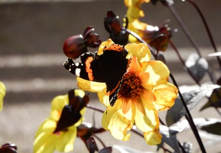 Red Admiral at Wentworth