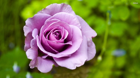 Purple Rose - flowers, nature, purple, macro, rose, petals