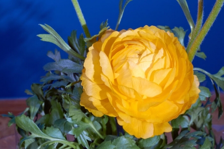 Yellow Buttercup - buttercup, nature, flowers, macro