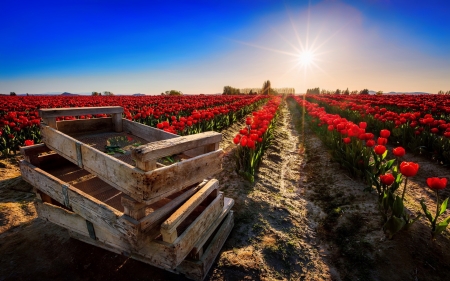 Field of red tulips - rays, sky, tulips, field, meadow, lovely, bright, glow, pretty, red, beautiful, flowers