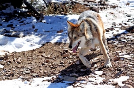 Beautiful Wolf - snow, fur, wolf, wild