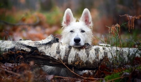 Waiting - white, wolf, caine, ears, dog, animal