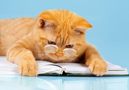 Smart cat - funny, book, animal, glasses, cute, cat, pisica, orange, paw, ginger