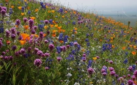 Wildflowers - flowers, grass, mountains, sky