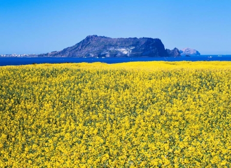 Yellow Flowers - flowers, yellow, mountains, sky