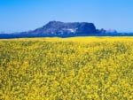 Yellow Flowers