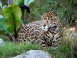 Lovely Leopard