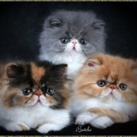 Beautiful Persian Kittens