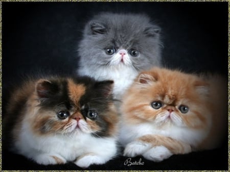 Beautiful Persian Kittens - fur, whiskers, kitten, feline