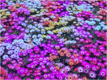 Beautiful Flowers - flowers, field, nature, leaves