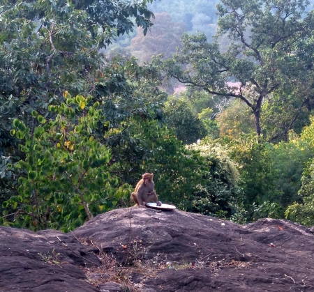 Monkey in the hill - monkey taking, forest, monkey, hill, food