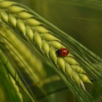 Ladybug