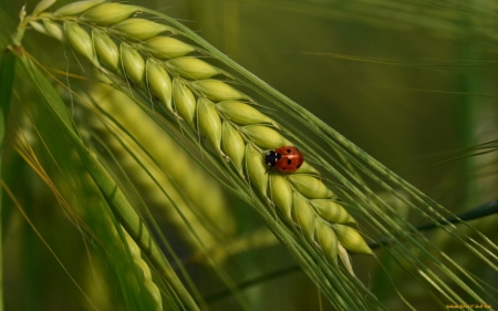 Ladybug - ladybug, green, summer, spike