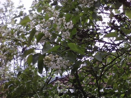 Spring flowers - flowers, white, spring, nature