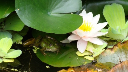 frog on lily pad - flower, lily, pad, frog