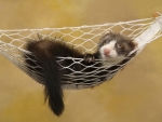 restful ferret