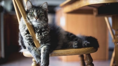 Cute Fluffy Kitten on the Chair - animal, cute, kitten, cat, chair