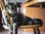 Cute Fluffy Kitten on the Chair