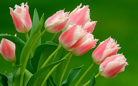 Spring Tulips - white, pink, tulips, green, flowers, spring