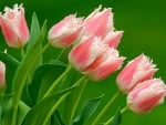 Spring Tulips