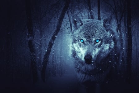 Wolf - animal, wolf, mystical, snow, forest, dark