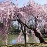 Spring in Brooklyn