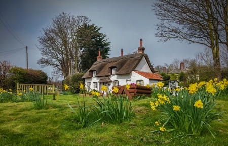 Spring in Appleby, England - trees, thatched roof, daffodils, house, field, grass