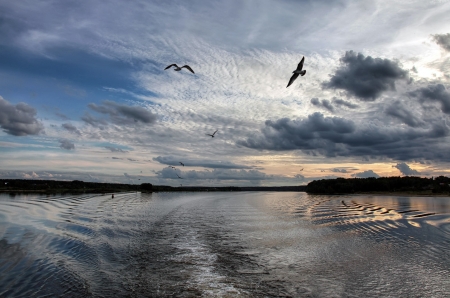 Seagull - sea, birds, ocean, water