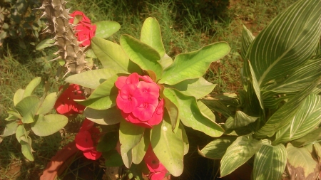 Red Flower - leaf, red, flower, green