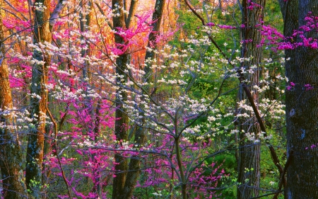 Spring Forest - branches, buds, blossoms, trees, forest, flowers, spring