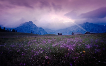 Cosmos Field in front of Mountain - flowers, house, cosmos, purple, natuyre, meadow, mountain