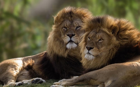 Lions - animal, lion, couple, leu