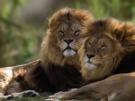 Lions