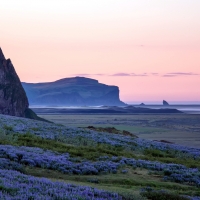 Morning Flowers Field