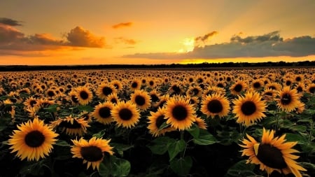 The Largest Sunflowers Field,Tuscany