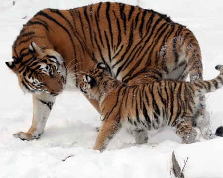 Tigers in Snow