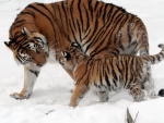 Tigers in Snow