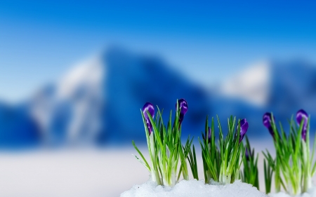 Spring Crocus in Mountain - flowers, nature, snow, spring, crocus, mountain